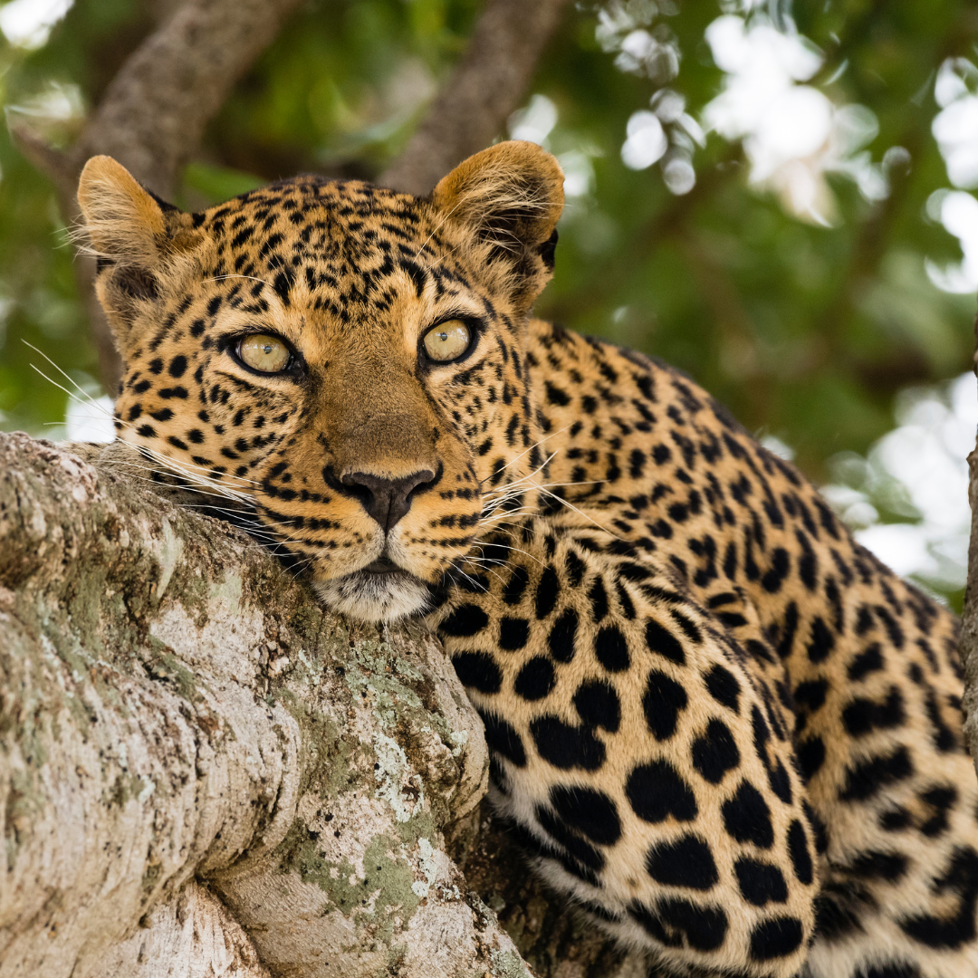 Exploring Sri Lanka's leopards: Graceful predators in the wild