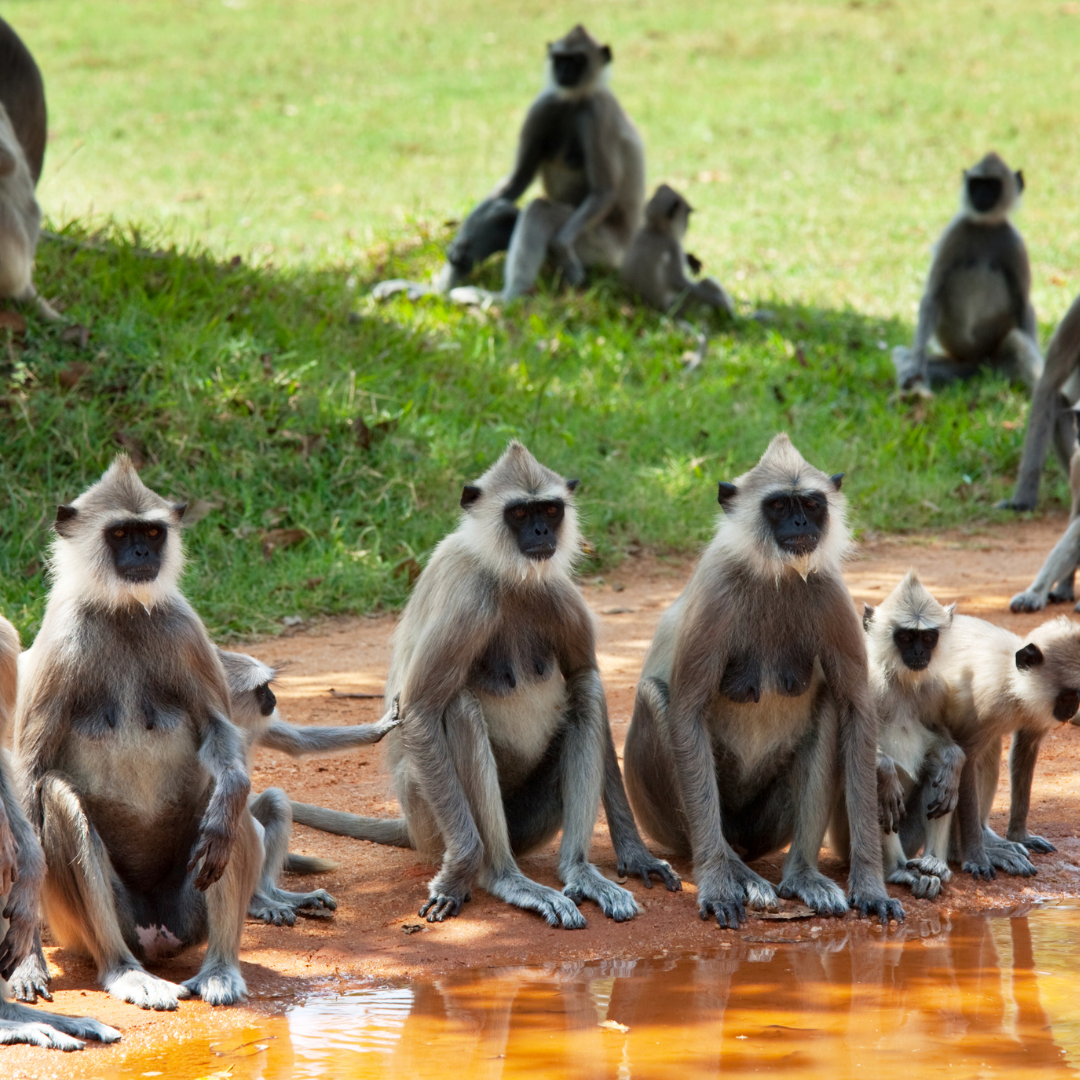 Mischievous Monkey Moments in Sri Lanka